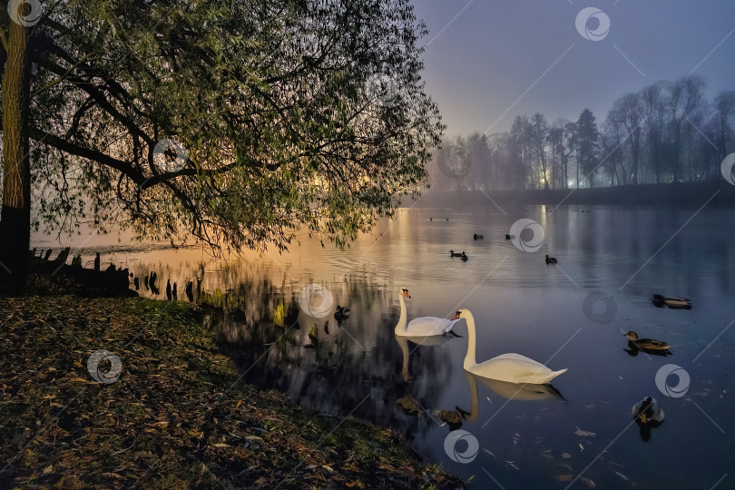 Скачать Красивый ночной осенний пейзаж с прудом и двумя лебедями. фотосток Ozero