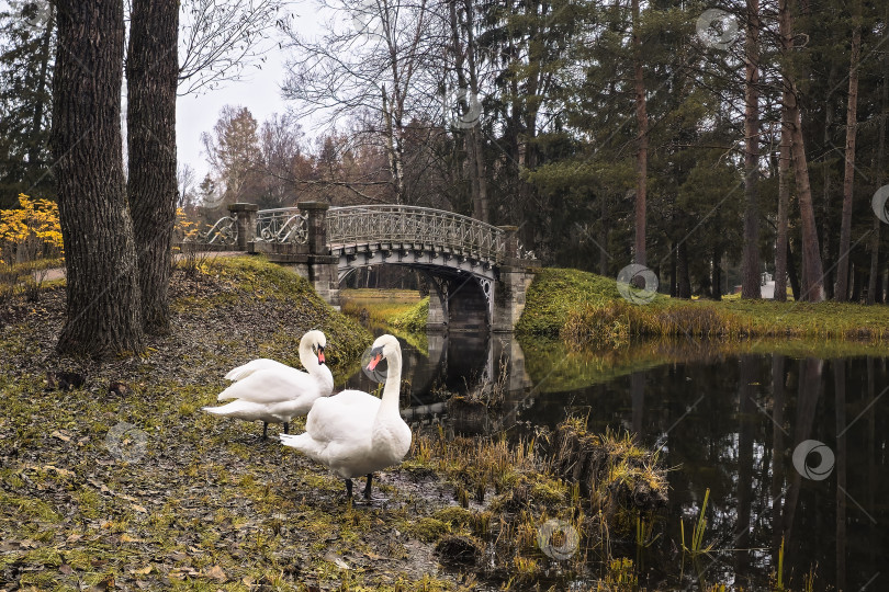 Скачать Красивый осенний пейзаж с прудом и двумя лебедями. фотосток Ozero