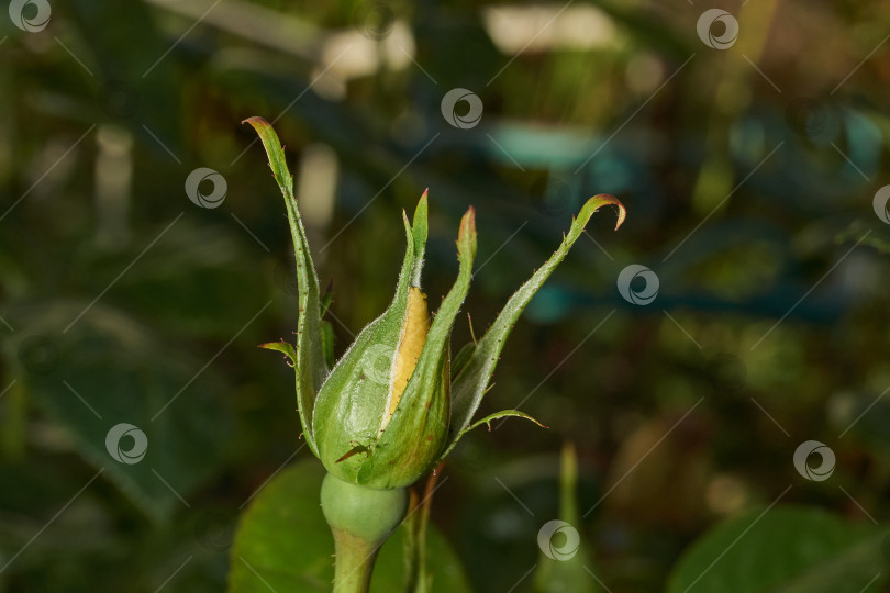 Скачать Желтый бутон розы на фоне садовых растений. фотосток Ozero