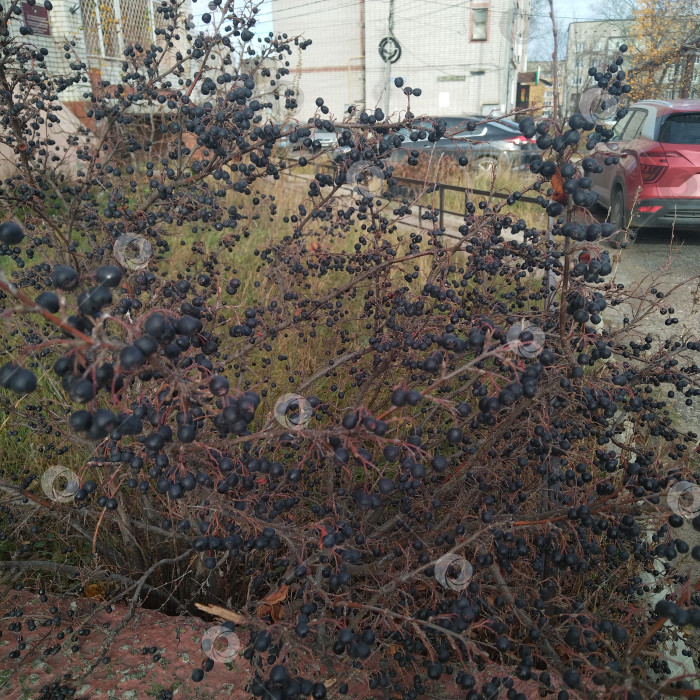 Скачать Черноплодная рябина. фотосток Ozero