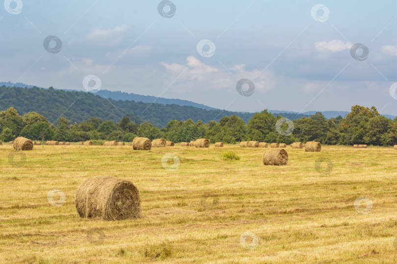 Скачать Поле с круглыми стогами сена после сбора урожая. фотосток Ozero