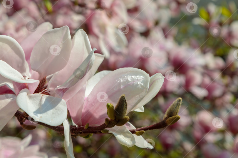 Скачать Цветущая красавица магнолия. Нежные розовые лепестки подсвечены весенним солнцем. фотосток Ozero