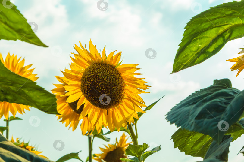 Скачать Поле больших желтых подсолнухов летом. фотосток Ozero