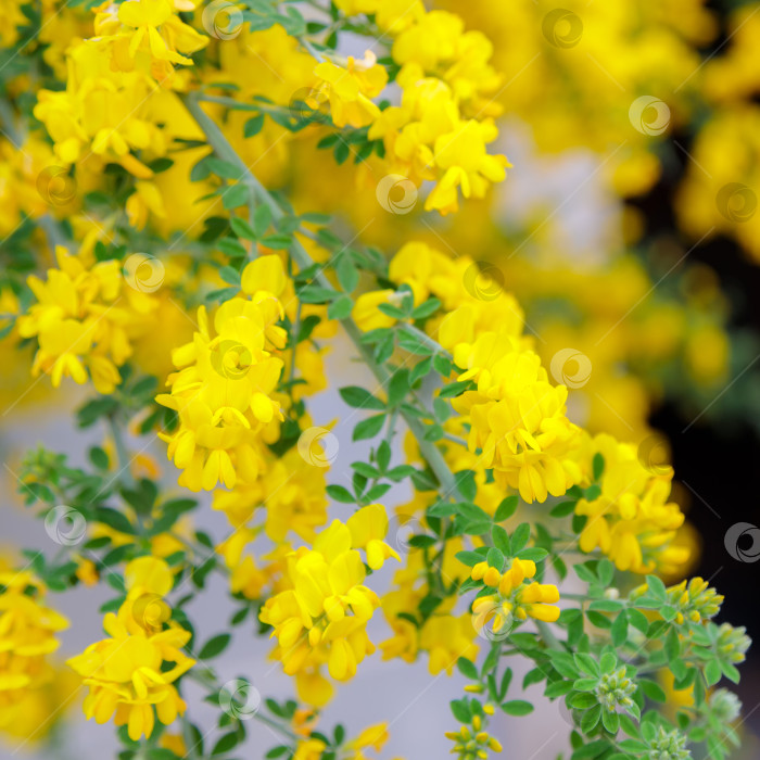 Скачать Желтая акация цветет весной. На одной ветке много мелких цветочков фотосток Ozero