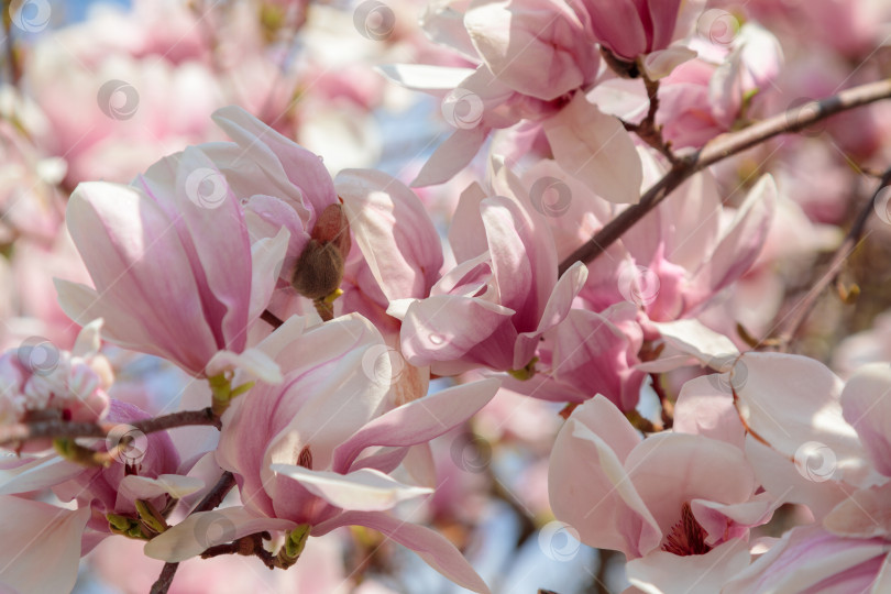 Скачать Цветущая красавица магнолия. Нежные розовые лепестки подсвечены весенним солнцем. фотосток Ozero