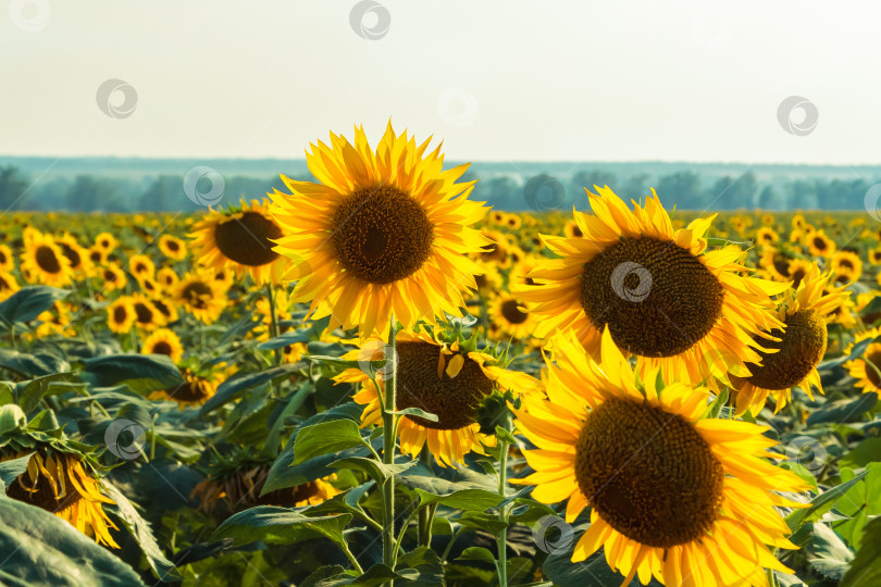 Скачать Поле больших желтых подсолнухов летом. фотосток Ozero