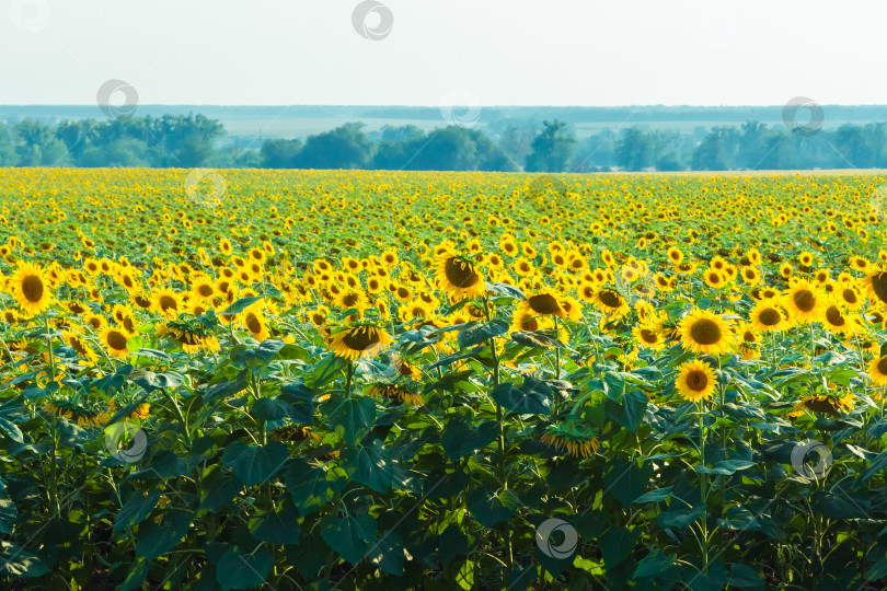 Скачать Поле больших желтых подсолнухов летом. фотосток Ozero
