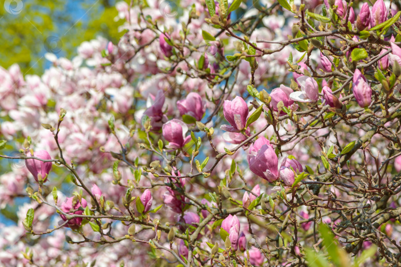Скачать Цветущая красавица магнолия. Нежные розовые лепестки подсвечены весенним солнцем. фотосток Ozero