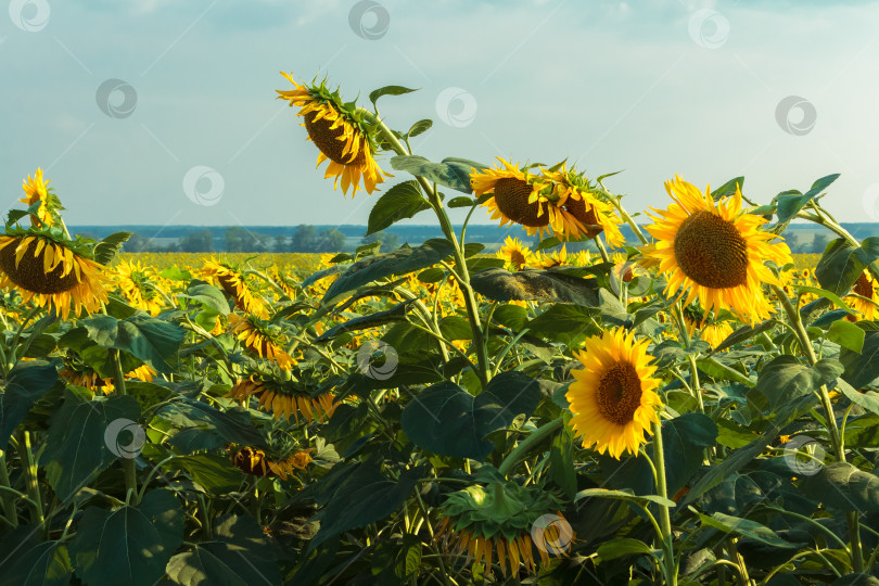 Скачать Поле больших желтых подсолнухов летом. фотосток Ozero