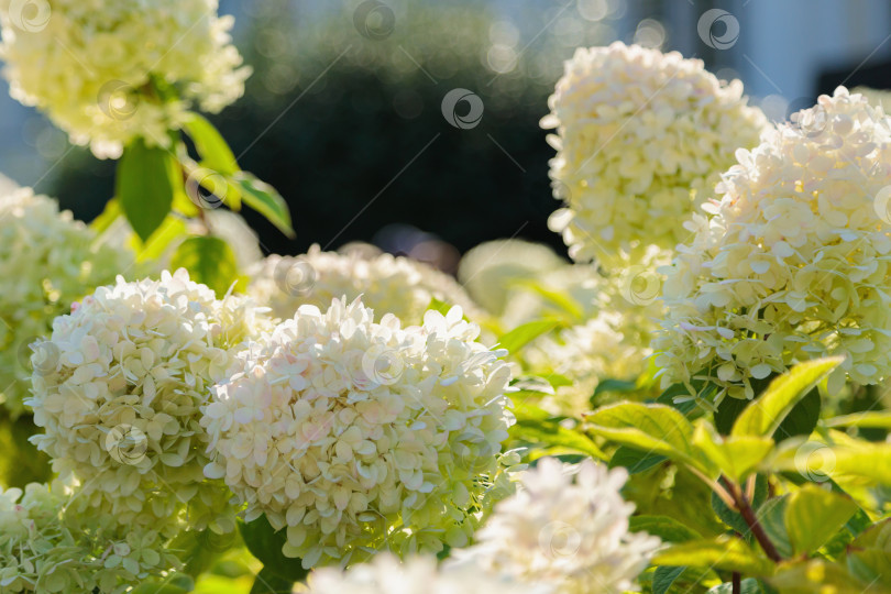 Скачать Великолепные головки огромных белых гортензий. фотосток Ozero