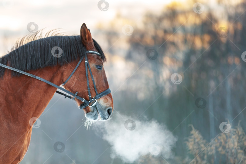 Скачать Портрет лошади крупным планом зимой на закате. Коричневый цвет фотосток Ozero