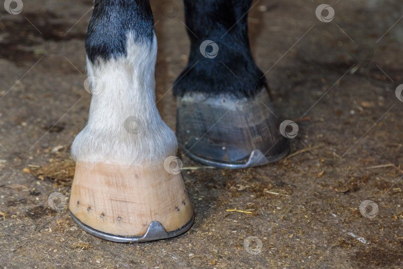 Скачать Лошадиные подковы разных цветов. Две ноги крупным планом. фотосток Ozero