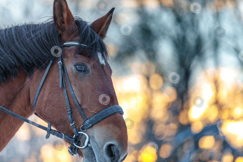 Скачать Портрет лошади крупным планом зимой на закате. Коричневый цвет фотосток Ozero