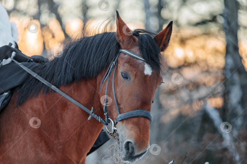 Скачать Портрет лошади крупным планом зимой на закате. Коричневый цвет фотосток Ozero