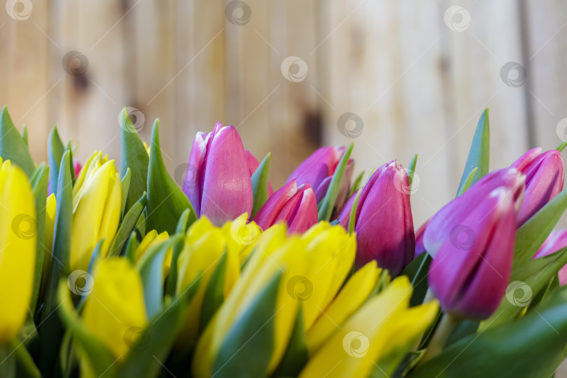 Скачать Огромный букет желто-сиреневых тюльпанов. Весенние цветы фотосток Ozero