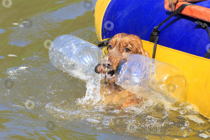 Скачать Собака играет в воде. Животное купается в реке. Довольный, он держит в зубах две бутылки фотосток Ozero
