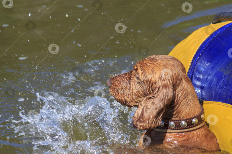 Скачать Собака играет в воде. Животное купается в реке. Довольный, он бьет лапами по воде. фотосток Ozero