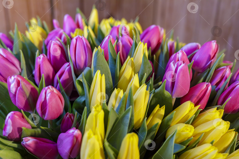 Скачать Огромный букет желто-сиреневых тюльпанов. Весенние цветы фотосток Ozero