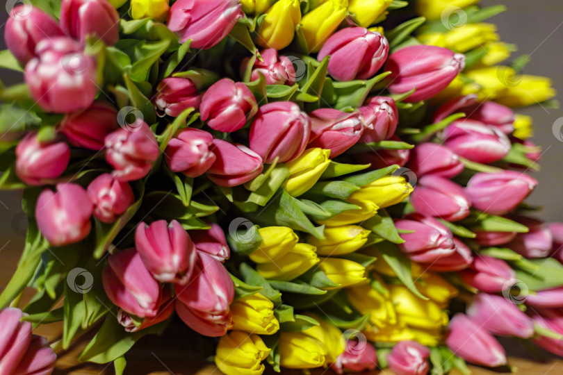 Скачать Огромный букет желто-сиреневых тюльпанов. Весенние цветы фотосток Ozero