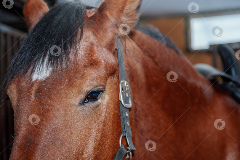 Скачать Крупный план портрета красивой лошади в конюшне. фотосток Ozero