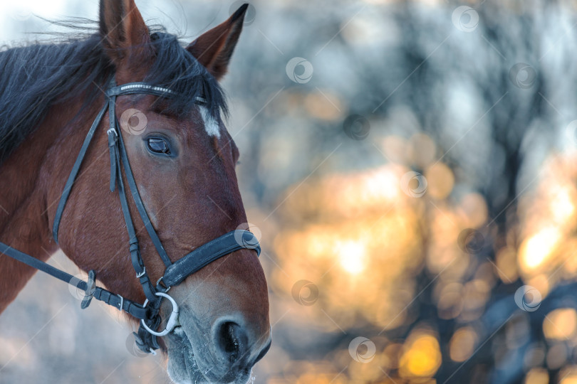 Скачать Портрет лошади крупным планом зимой на закате. Коричневый цвет фотосток Ozero