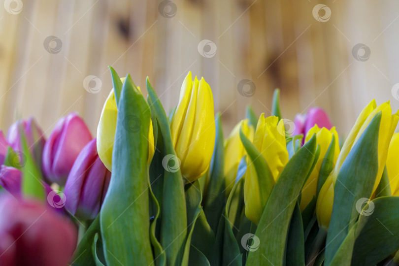 Скачать Огромный букет желто-сиреневых тюльпанов. Весенние цветы фотосток Ozero