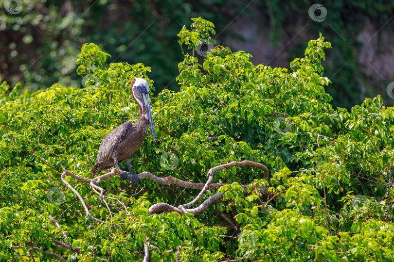 Скачать Большой пеликан сидит на ветке дерева в парке. фотосток Ozero