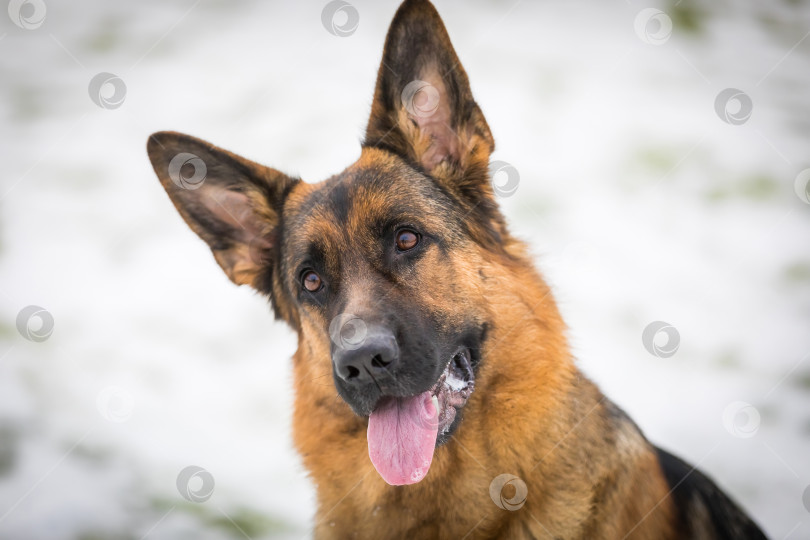 Скачать Немецкая овчарка выполняет команды хозяина фотосток Ozero