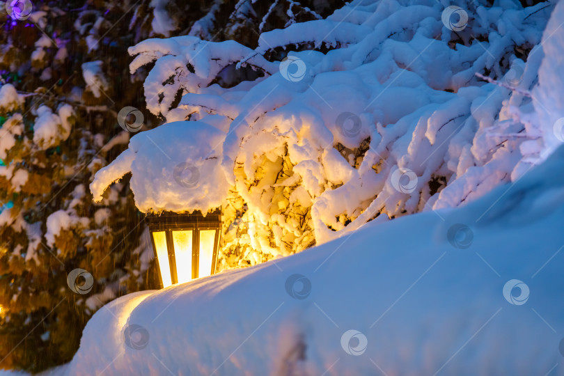Скачать В парке, между заснеженными рождественскими елками, светит желтый фонарь фотосток Ozero