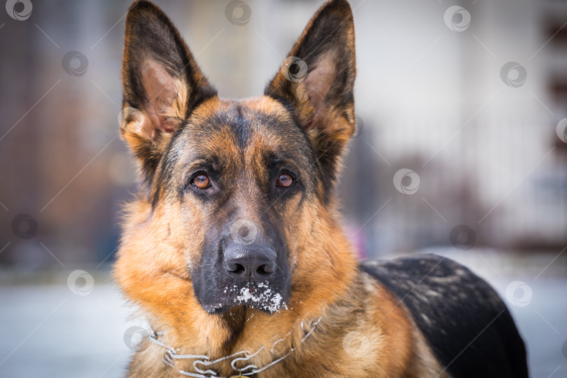 Скачать Немецкая овчарка выполняет команды хозяина фотосток Ozero