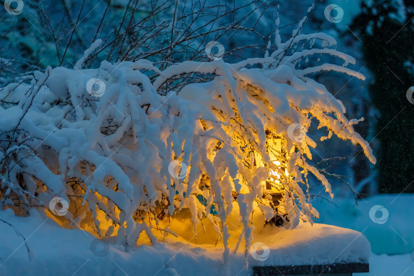 Скачать В парке, между заснеженными рождественскими елками, светит желтый фонарь фотосток Ozero
