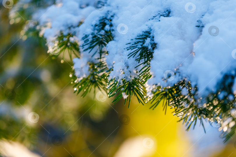 Скачать В парке, между заснеженными рождественскими елками, светит желтый фонарь фотосток Ozero