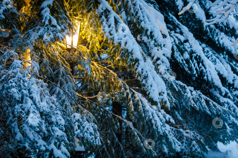 Скачать В парке, между заснеженными рождественскими елками, светит желтый фонарь фотосток Ozero
