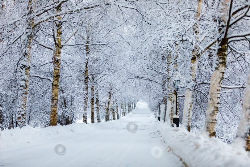 Скачать Зима, дорога в заснеженном парке фотосток Ozero