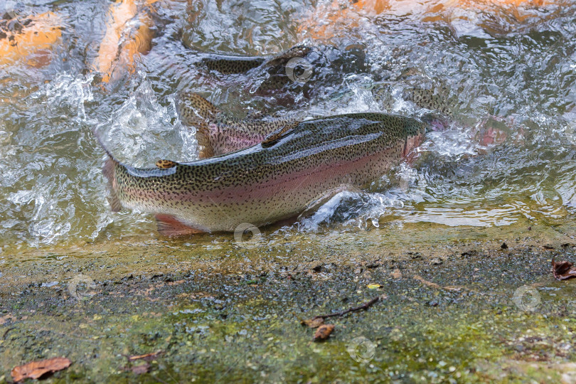 Скачать Золотистая радужная форель на рыбоводной ферме плещется в воде. фотосток Ozero