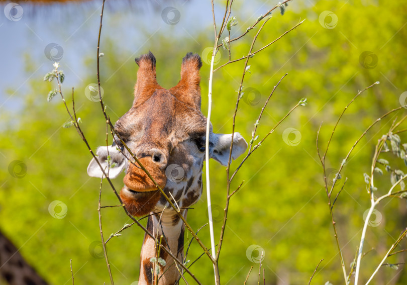 Скачать Взрослый жираф ест ветки в зоопарке. фотосток Ozero