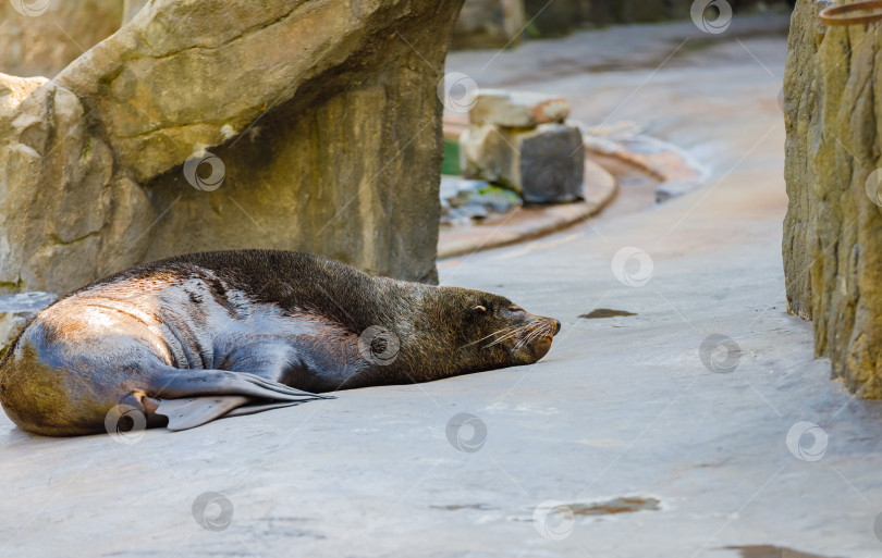 Скачать Морской лев отдыхает на платформе после купания фотосток Ozero