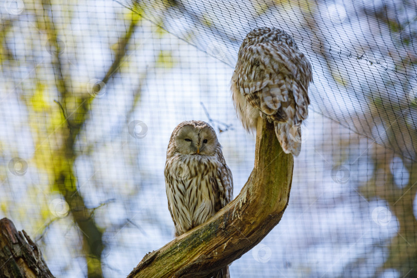 Скачать Две совы сидят на ветке дерева и смотрят друг на друга фотосток Ozero