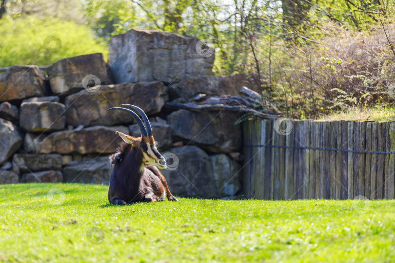 Скачать Одна антилопа с большими и острыми рогами отдыхает на зеленой лужайке в зоопарке фотосток Ozero