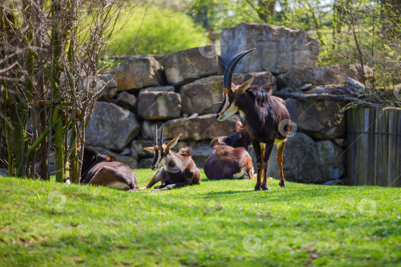 Скачать Стадо антилоп отдыхает на зеленой лужайке в зоопарке фотосток Ozero