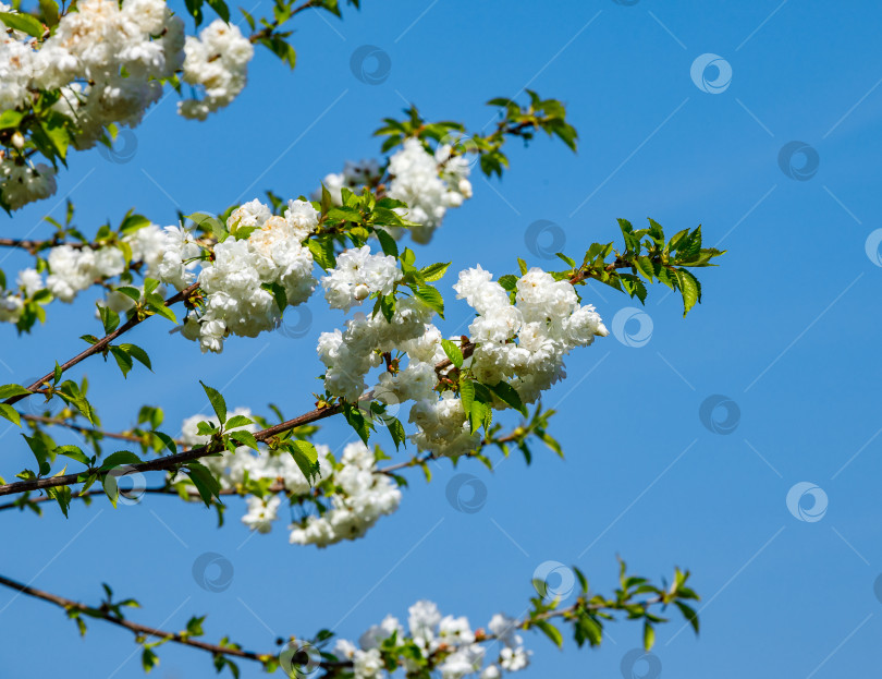 Скачать Цветущие яблони с белыми цветами на фоне голубого неба фотосток Ozero
