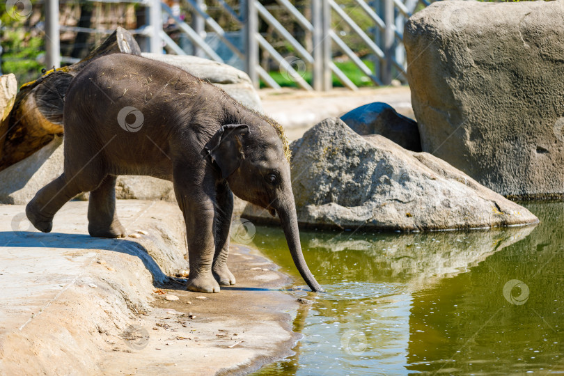 Скачать Слоненок в зоопарке пьет воду из пруда фотосток Ozero
