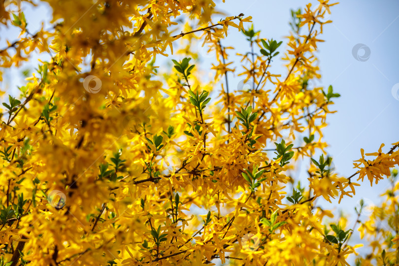 Скачать Цветущие весной деревья с желтыми цветами. фотосток Ozero