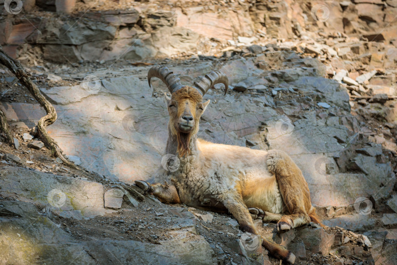Скачать Взрослый козел с бородой и огромными рогами отдыхает на скале. фотосток Ozero