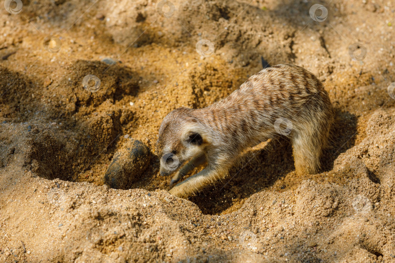 Скачать Сурикат роет нору в песке в зоопарке фотосток Ozero