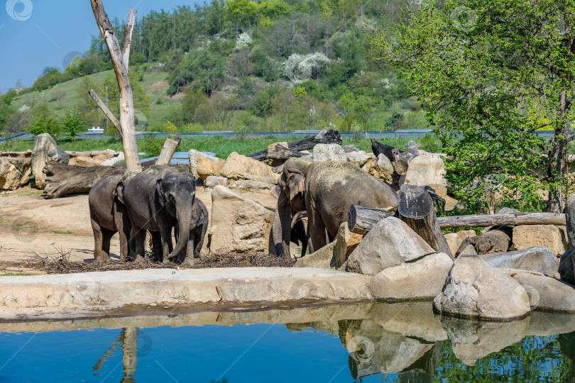 Скачать Стадо слонов в зоопарке у пруда. фотосток Ozero