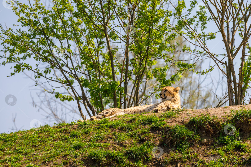 Скачать Леопард отдыхает после пробежки на зеленой лужайке фотосток Ozero