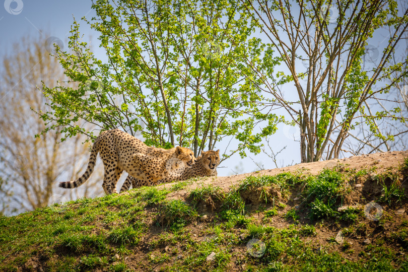 Скачать Два леопарда готовятся к прыжку, наблюдая за добычей. фотосток Ozero