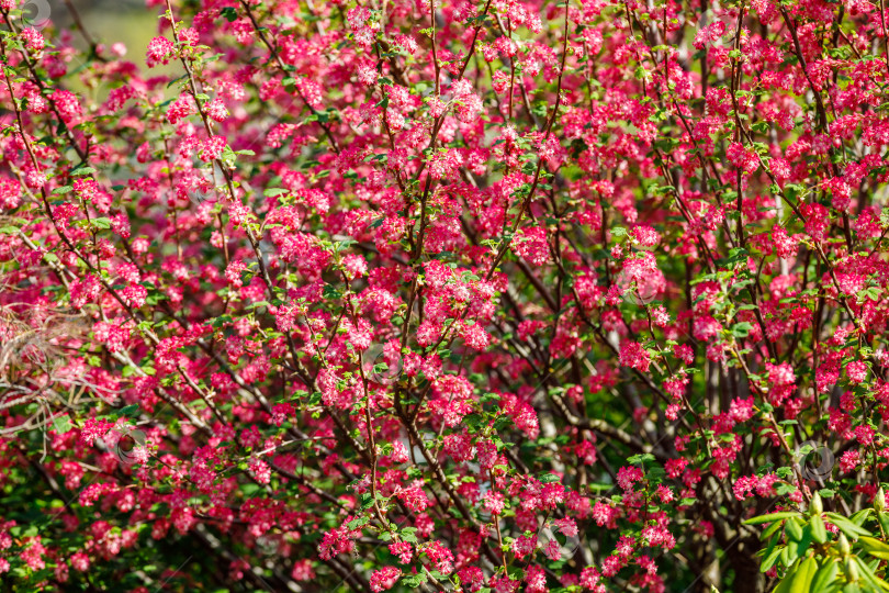 Скачать Цветущие весной деревья с красными цветами. фотосток Ozero