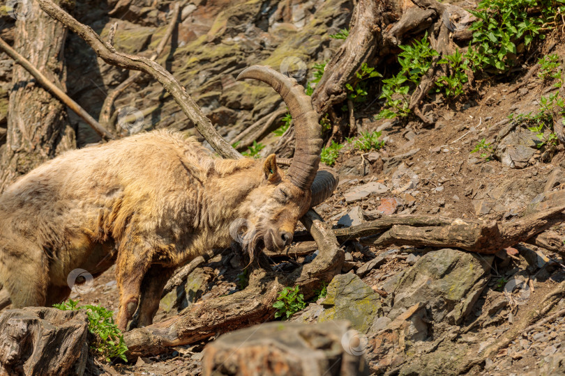 Скачать Взрослый козел с бородой и огромными рогами царапает своими рогами дерево. фотосток Ozero